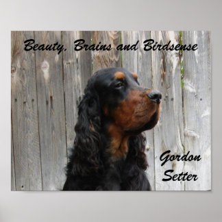 Beauty, Brains and Birdsense, Gordon Setter Poster