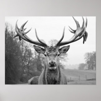 Beauty in nature poster