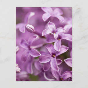 Beauty in nature - Purple Lilac Postcard