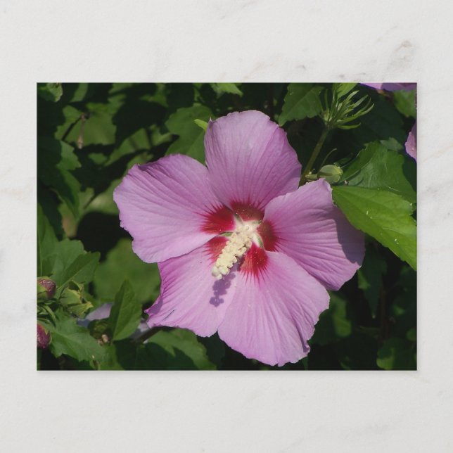 Beauty in Pink Postcard (Front)