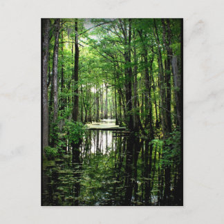 Beauty in the Marsh Postcard