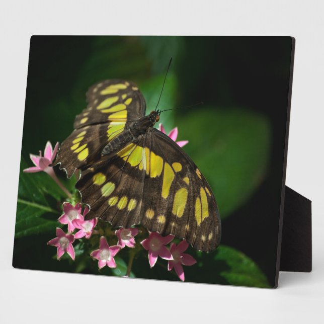 Beauty in the Stars Plaque (Side)