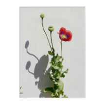 Beauty is also the Beast