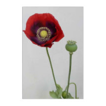 Beauty is also the Beast