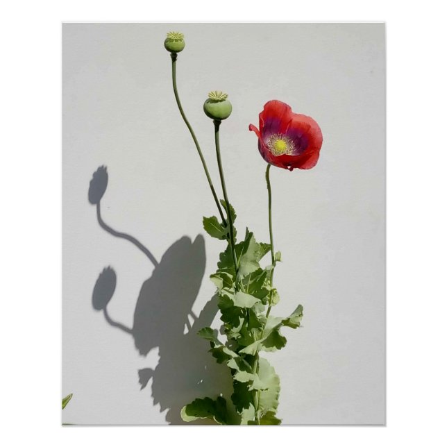 Beauty is also the Beast. Poster (Front)