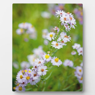 Beauty Line Plaque