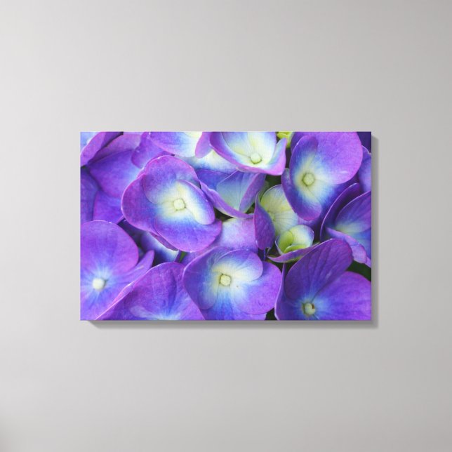 Beauty Of a Blue Hydrangea Canvas Print (Front)