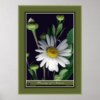 Beauty of Nature r/p12 Poster