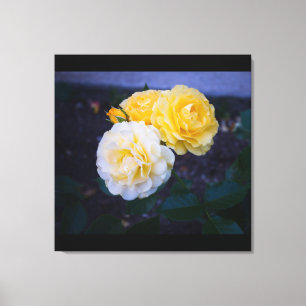 Beauty of Roses Canvas Print