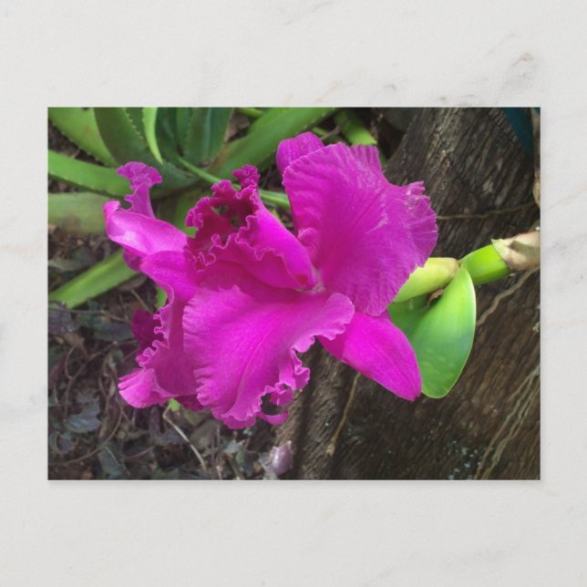 Beauty Postcard (Front)