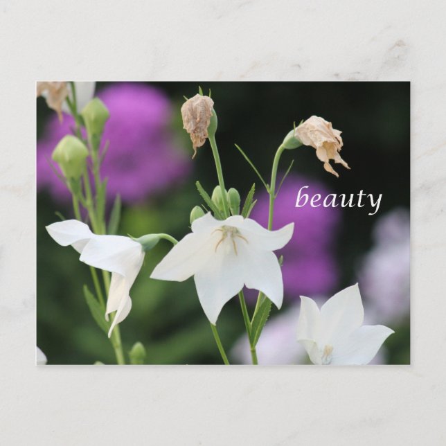 beauty postcard (Front)