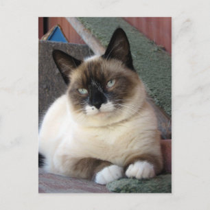Beauty Postcard
