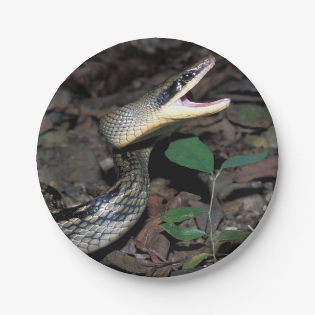 Beauty rat snake paper plate (Front)