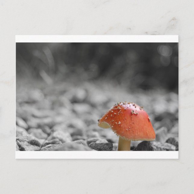 Beauty Shroom Postcard (Front)