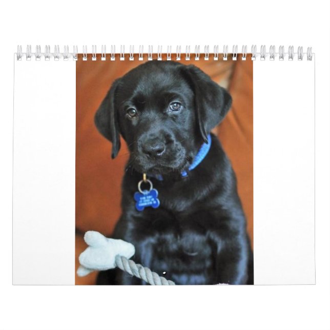 beauty-the-labrador-retriever_42196_2010-02-24_w45 calendar (Cover)