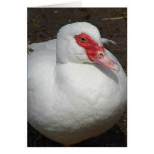 Beauty the Muscovy Hen