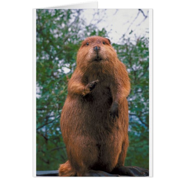 Beaver (Front)