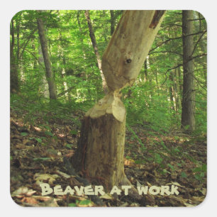 Beaver at Work Square Sticker