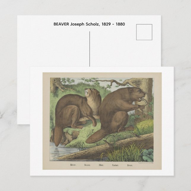 BEAVER  BEAR Joseph Scholz, 1829 - 1880   Postcard (Front/Back)