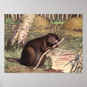 Beaver by Louis Sargent, Vintage Wild Animals Poster