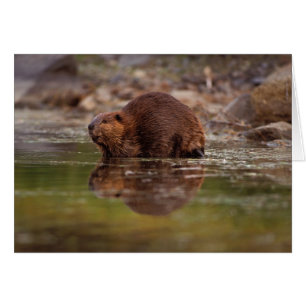 beaver, Castor canadensis, goes for a swim