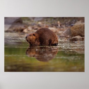 beaver, Castor canadensis, goes for a swim in Poster