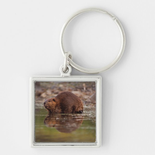 beaver, Castor canadensis, goes for a swim Key Ring (Front)
