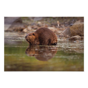 beaver, Castor canadensis, goes for a swim Photo Print