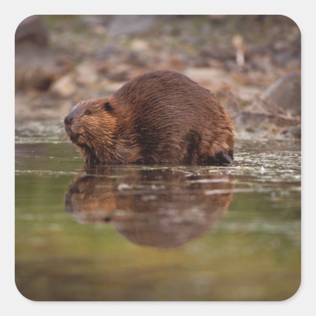 beaver, Castor canadensis, goes for a swim Square Sticker (Front)