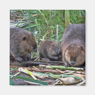Beaver Family Magnet