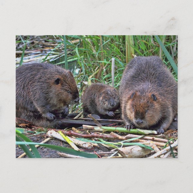 Beaver Family Postcard (Front)