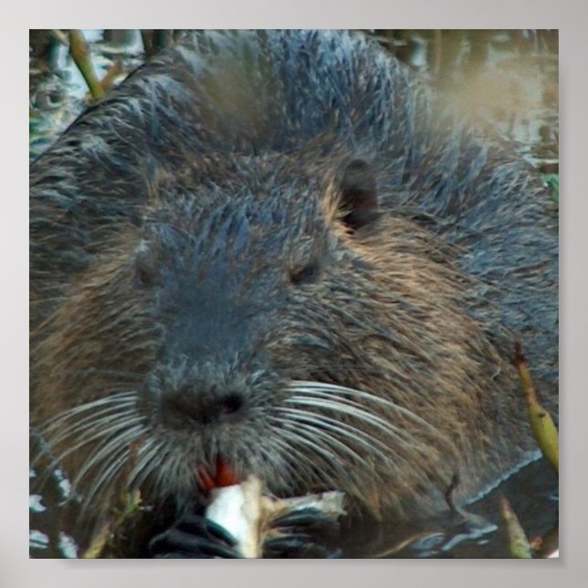 Beaver Habitat Poster (Front)