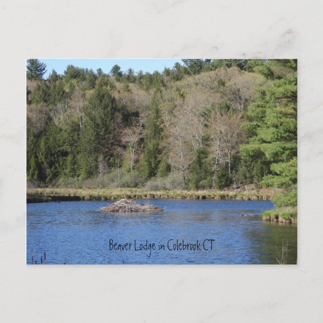 Beaver Lodge in COLEBROOK, CT Postcard (Front)
