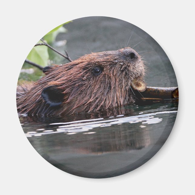 beaver magnet (Front)