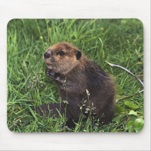 Beaver Mouse Pad