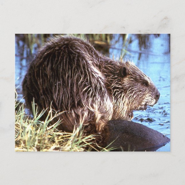 Beaver Photo Postcard (Front)