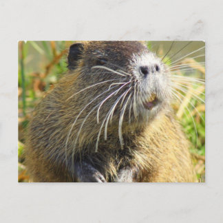Beaver Photo Postcard