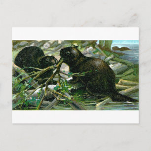 Beaver Postcard
