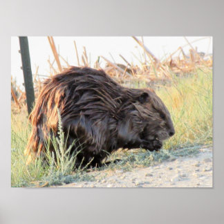 Beaver Poster