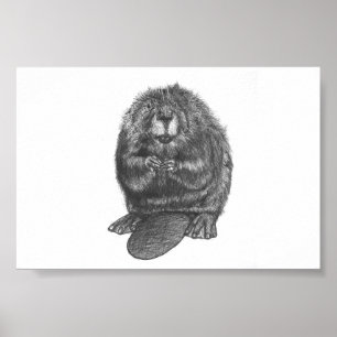 Beaver Poster