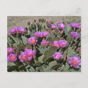 Beaver Tail Cacti Postcard