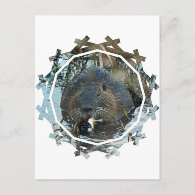 Beavers Habitat Postcard (Front)