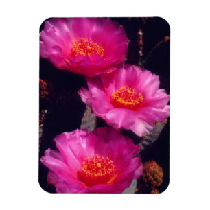 Beavertail Cactus Flowers 2 Magnet