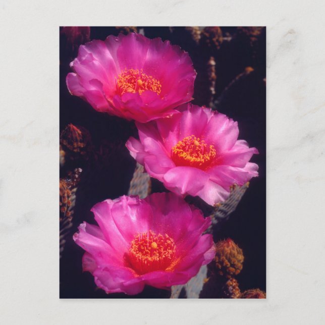 Beavertail Cactus Flowers 2 Postcard (Front)