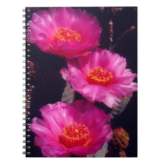 Beavertail Cactus Flowers 2 Spiral Notebook (Front)