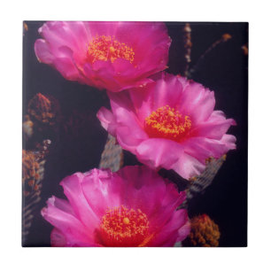 Beavertail Cactus Flowers 2 Tile
