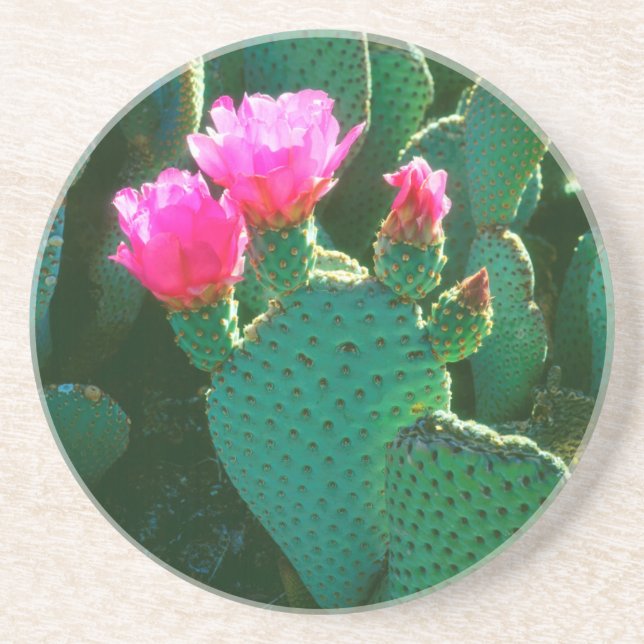 Beavertail Cactus Flowers Coaster (Front)