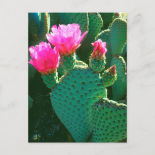 Beavertail Cactus Flowers Postcard