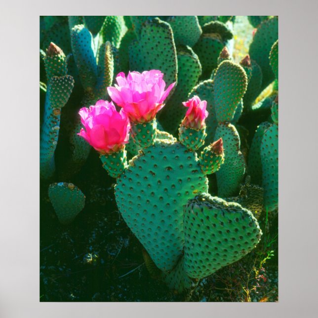 Beavertail Cactus Flowers Poster (Front)