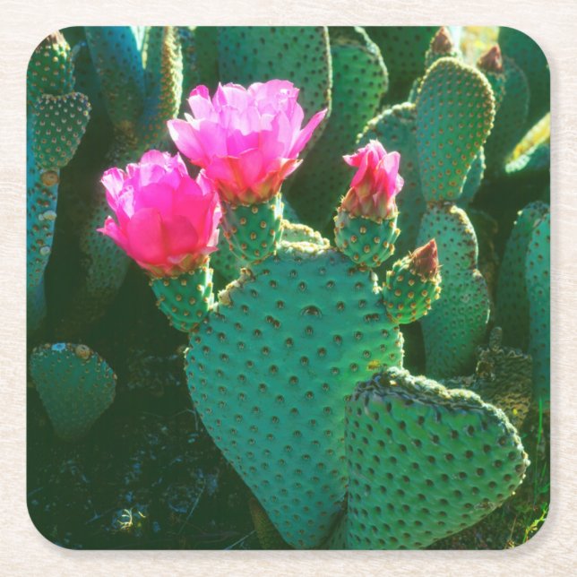 Beavertail Cactus Flowers Square Paper Coaster (Front)